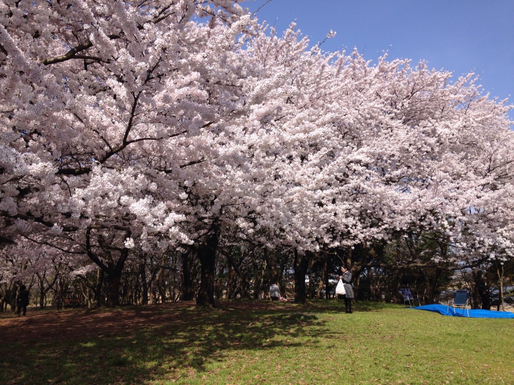 0409-新潟市 お花見 桜
